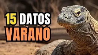 Dragones en la vida Real - El mundo del Varano revelado en 15 Datos