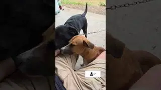 Sometimes, we&rsquo;re all just craving connection &mdash; even if we don&rsquo;t bark for it. #doglovers #farmdogs