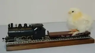 The chicken train