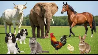 Nature&rsquo;s Joyful Rhythm 🎵🐮  Cute Farm Music Made from Animal Sounds
