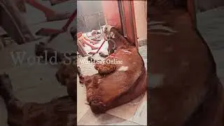 Eid ul Adha Video - Eid ul Adha Funny Video - eid al adha 2025 - bakra eid 2025 - Eid Funny Video