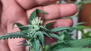 Day 25 in flower Indoor shed grow Cleaning plants up 7/1/24