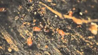 Soil moss mites - Oribatida