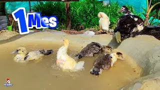 Los Patos con 1 Mes 🦆 Bañando en el estanque por primera vez