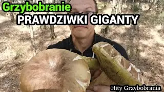 ГРИБЫ БОРНЕТА РАСТУТ, И ОНИ ОГРОМНЫЕ!🍄‍🟫💪🌲