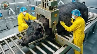 How Millions of Iberico Pigs Are Processed &ndash; Incredible Iberico Pig Farming For Luxury Meat