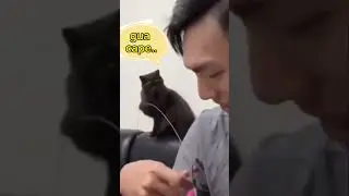 gray cat rubbing his nose at the maid #funny #funnygraycat #funny #youtubeshorts