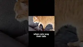 Why Do Cats Wag Their Tails? The Real Meaning Explained!