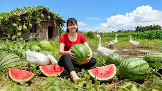 TIMELAPSE -- 228 Days Harvesting 1000+ Giant Forest Watermelon & Use Truck Transport, Go to Sell