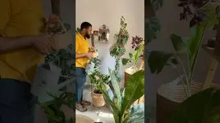 I tried to fertilize my plants with onion water and this happened! #onionwater #nollywood #plantfood