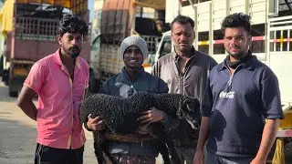 Harihar sheep and goats market update Every Tuesday morning bazar Karnataka India