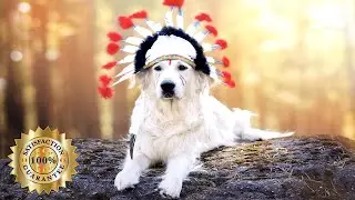 Native American Flute Dog Music Sleep | Dog Music