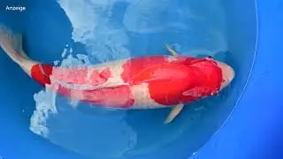 Modern Koi Blog #3634 -  Makoto bewertet seine in Deutschland gro&szlig;gewordenen Koi Kohaku, 84cm
