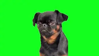 Green Screen: Funny, Sad, Naughty, and Many More Memes