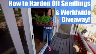 How to Harden Off Vegetable Seedlings in 4 Steps & Worldwide Giveaway! / Spring Garden Series # 4