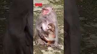 Mother Monkey ko food chahiye ❤🙏❤#monkey #animals #wildlife #shorts #youtubeshorts