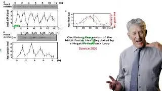 12.2 feedback control of gene expression