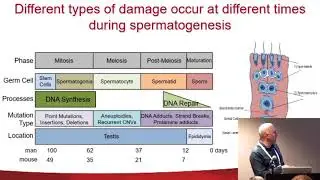 Francesco Marchetti, Tobacco Risks, Male Germ Cell and Heritable Effects