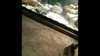 Bearded Dragon Bobbing Head / Arm Wave