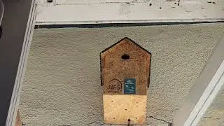 Sparrow Breeding | Colaba | Mumbai #Sparrowbreeding #Sparrow #Nesting