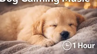 Calm Music to Boost Your Dog's IntelligenceEnhance Focus & Brain Power