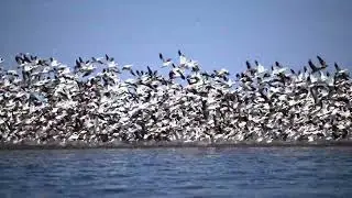 2025 Snow Goose Migration