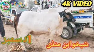 Sheikhwahan Mandi Latest Video |Rahim Yar Khan cow Mandi latest update rate 1 December 2024 |