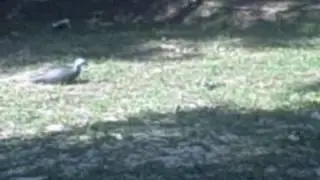 Redneck Turkey Hunting