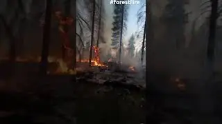 Massive Forest Fire Engulfs Wilderness &ndash; Nature&rsquo;s Raw Power Caught on Camera!