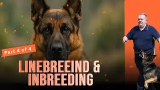 #linebreeding Разведение и инбридинг Продолжение Часть 4 из 4