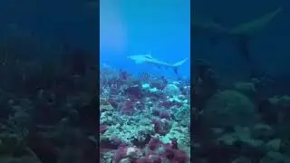 Scuba with sharks!  Wanna know how? Ask us how! #honeymoon #anniversary #scubadiving #scuba #shark