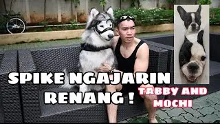 Cuteness OVERLOAD ! SPIKE ngajarin TABBY & MOCHI renang - VLOG Feat Jessica Jane
