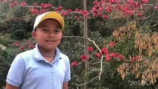 Red Silk Cotton Tree