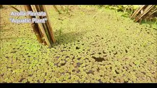 Azolla Pinnata (Aquatic Plant)