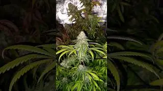 Macro shots from my Ghosttrain haze #ouid #cannabiseducation #rap #reels #tokers #weedman