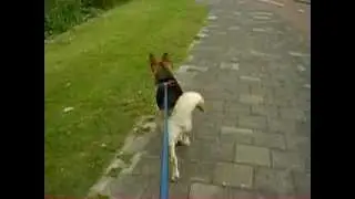 mush dogpulling skateboarding snuitje