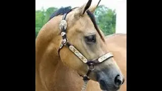WBHA AM Hunter under Saddle Class July Show