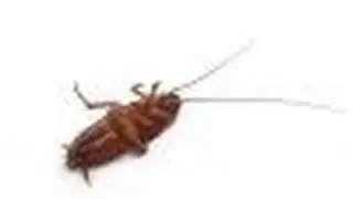 Bondi Residential Pest Control For Your Residential Pest Control