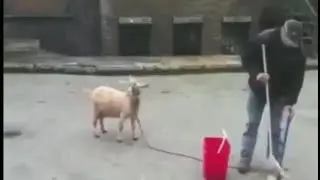 RANDOM PARA TOLOL video lucu 2019