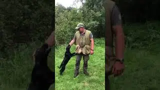 Gundog Puppy Training Part 4