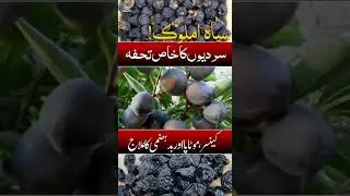 املوک کھائیں ،،،،