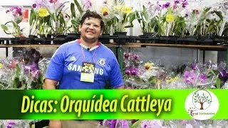 Orquídea Cattleya dicas e cuidados Plantar em Casa Plantar em Casa Plantar em Casa