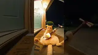 The chubby orange cat practiced its musical instrument in front of the door at night. #cat #funny