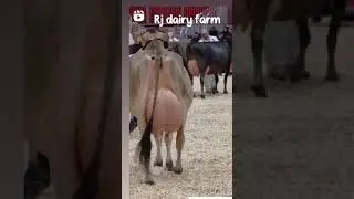 #sidhumoosewala #top #viral #big #farming #daily #dairy #farming