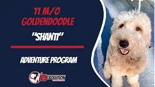 🐶Dog Trainers Palm Beach County / Dog Training Palm Beach County 🦮