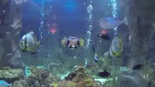 Restaurant La Mer, Neuwied, GoPro