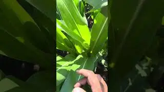 Revisando la labor que ya aviamos aplicado nitro perfecto!