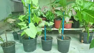 How to Fix stick with Plant @omersgarden7659