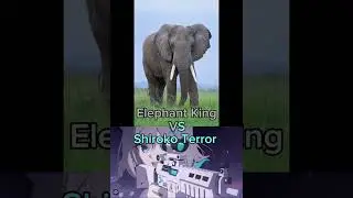 Elephant King Bully Trash 🚮 Shiroko Terror