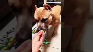 Dogs hate vegetables #funnycomedy #funnydogs #ytshorts #youtubeshorts #hate #nonveglove